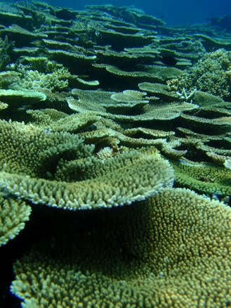 freshcoral.jpg
