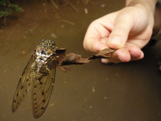 cicada