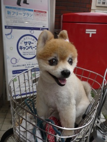 dog