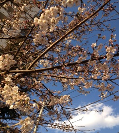 sakura