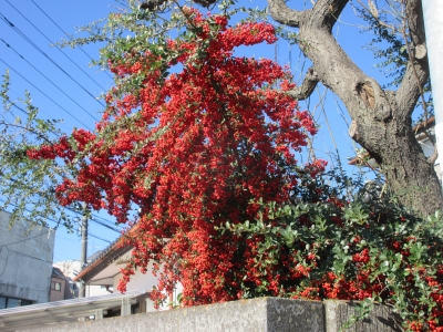 水戸の花