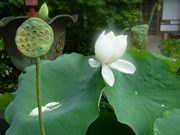 814lotus