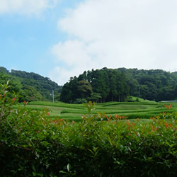 和か菜