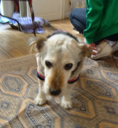 pippo