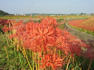 ごんぎつねの里 彼岸花