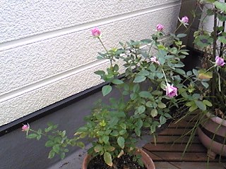 紫ミニバラ鉢