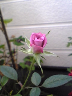 つぼみ1