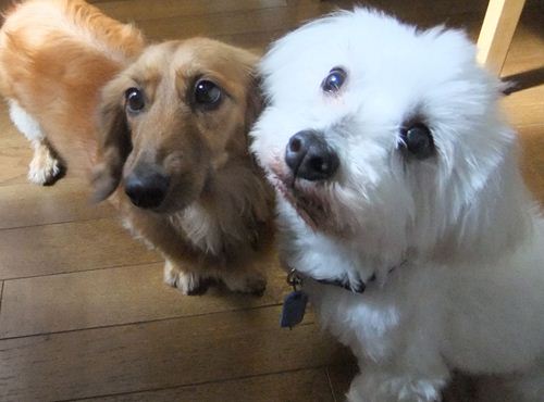HopeとSnowy