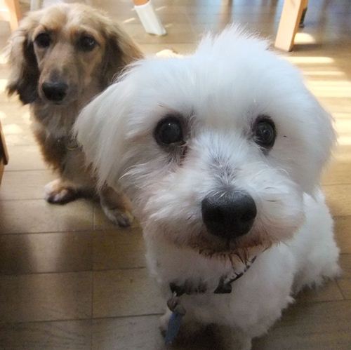 HopeとSnowy