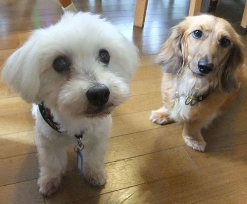 HopeとSnowy
