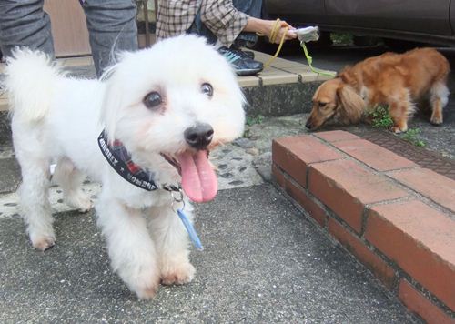 HopeとSnowy