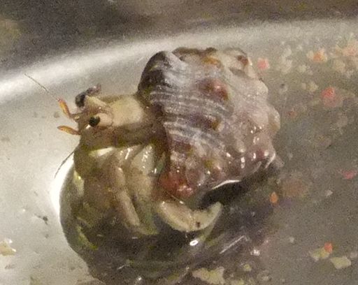 ヤドカリ
