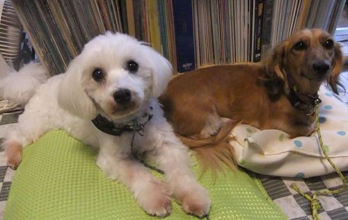HopeとSnowy