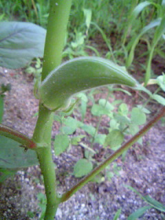 080701_190120.JPG