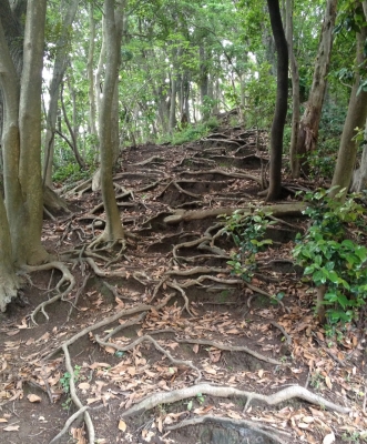 根っこの階段