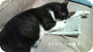 新聞読む猫