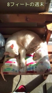 お気に入り