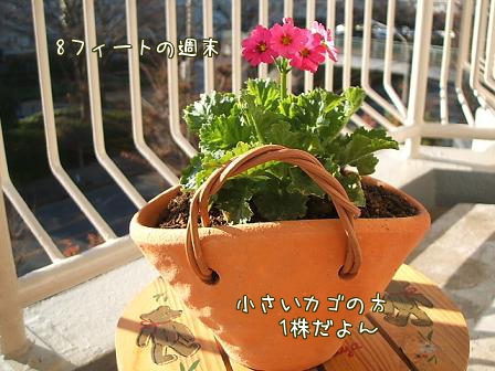 カゴ小