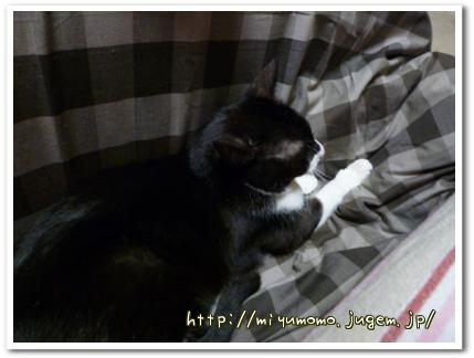 新しいモノ好き?