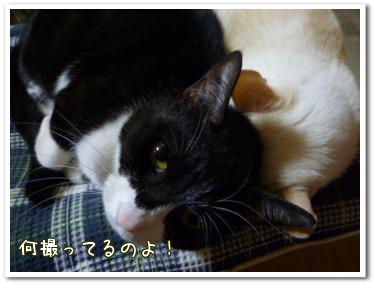 悪い?