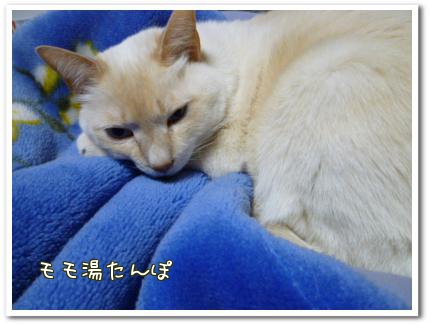 モモ湯たんぽ