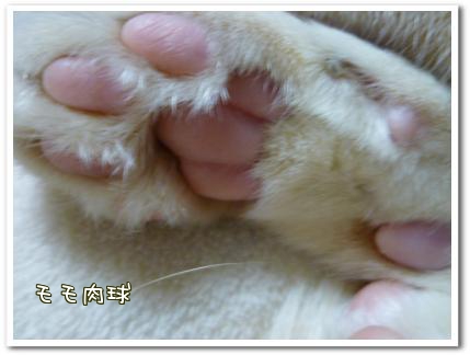 モモ