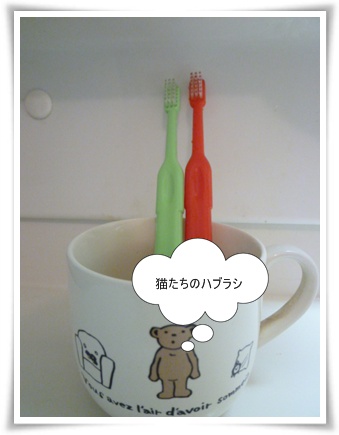 猫用ハブラシ