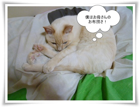 モモのマイブーム