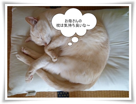 ここでいいか・・・