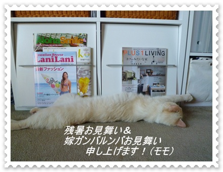 残暑お見舞い