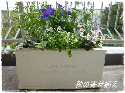 秋の寄せ植え