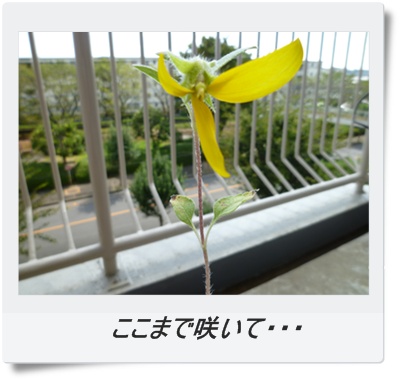 ここまで咲いて・・・