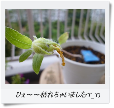 枯れた・・・