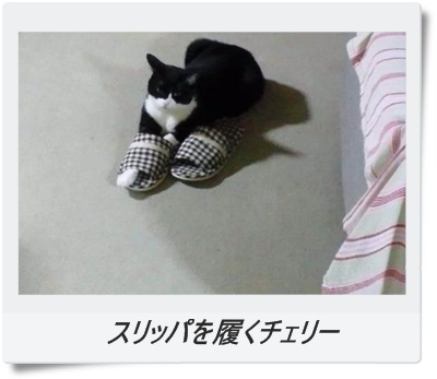 スリッパを履くチェリー