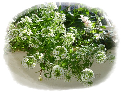 ベランダの花