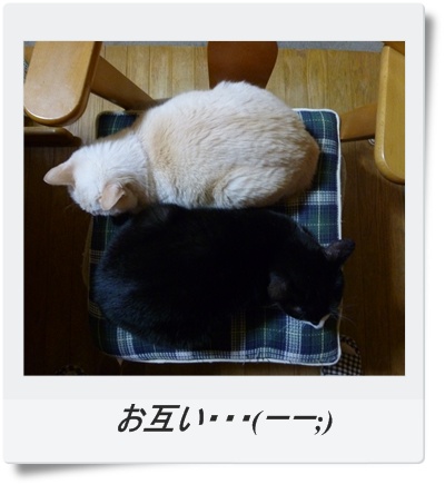 2匹その1