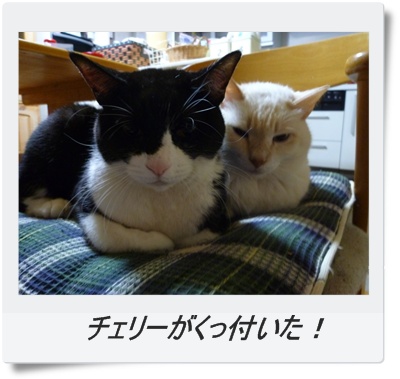 2匹その2