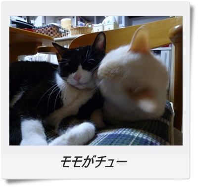 2匹その3