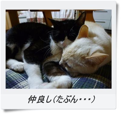 2匹その4