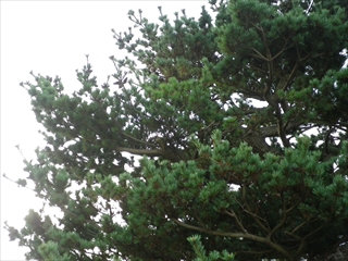 松