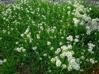 ニラの花