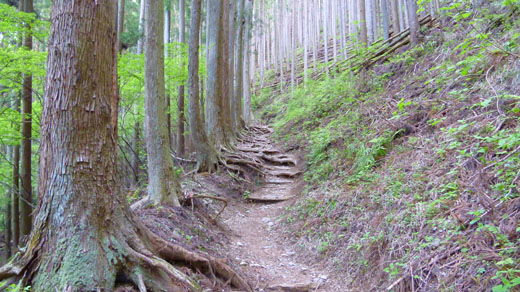 植林の山道