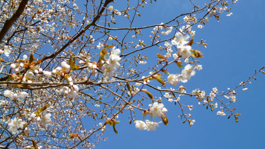 残り桜