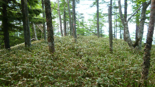 小雲取山山頂