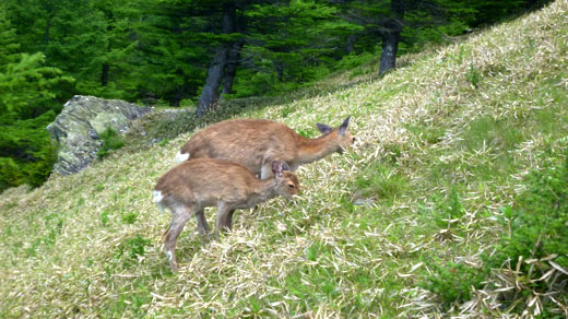 鹿が草食ってる