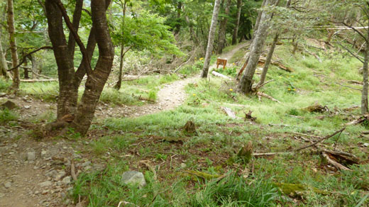芋ノ木ドッケと雲取山の鞍部