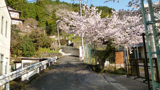 入口の桜
