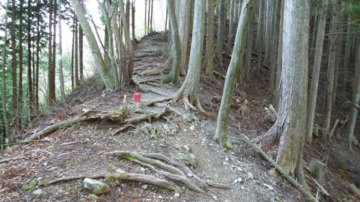 少し急な登り道