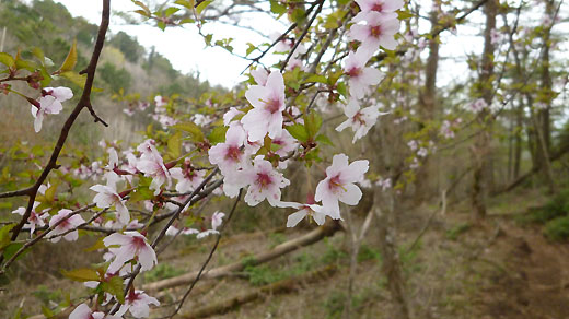 山桜