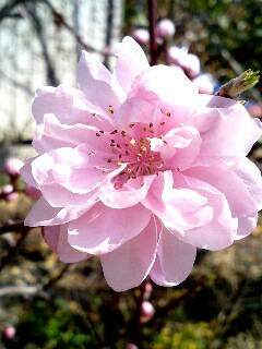 桃の花
